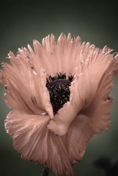 Poppy Postcard