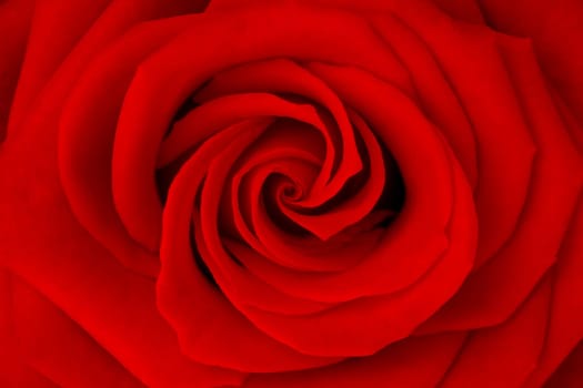Rose no