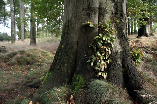 Beech forest