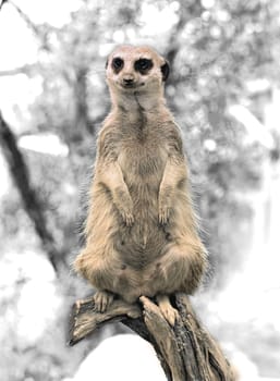 Meerkats,I have some others