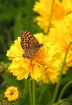 Common Butterfly (Mellicta athalia)