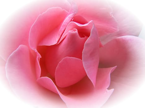It's great that you're back,dear Tom.  It's not a pink bow,but maybe the rose will delight you too.