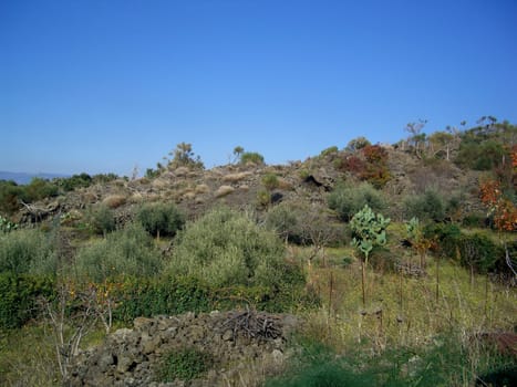 Vineyards in Sicily