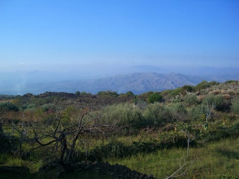 Olive groves