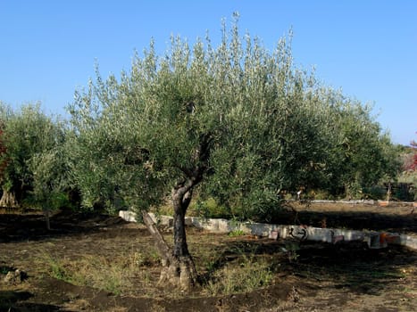 Olive tree