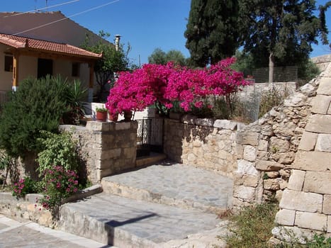 Triplet flower,bougainvillea