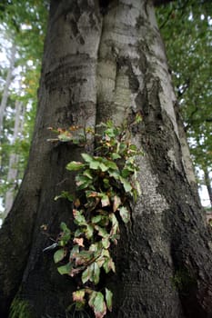 Common beech
