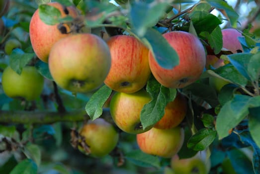 Apple harvest