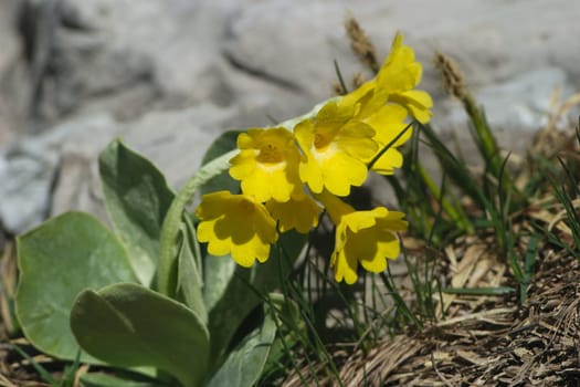 Alpine auricles