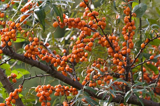 Sea buckthorn berries on the bush