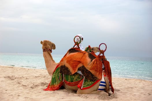 Camels on the beach of Dubai