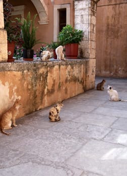 Monastery cats