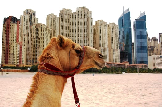Where is the desert.........?