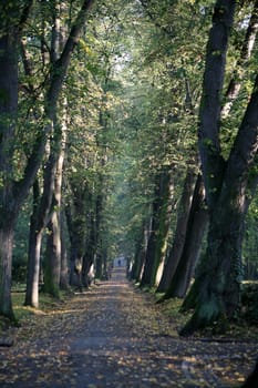 Row of trees in an old cemetery
