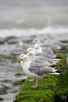 Gulls