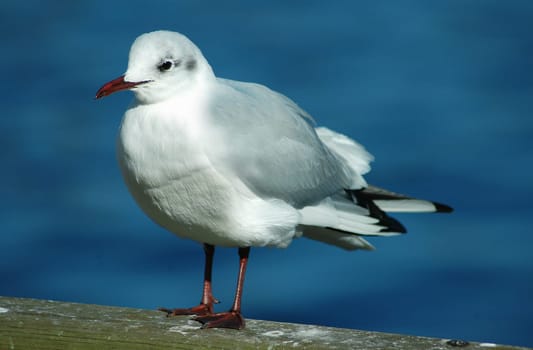 The seagull Klara