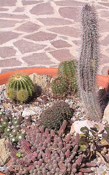 Succulent