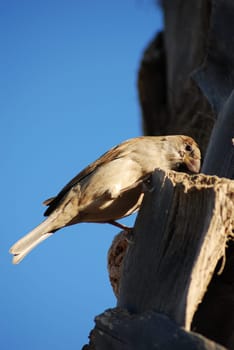 Sparrow