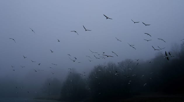 The Fog