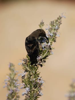 Palestinian sunbird