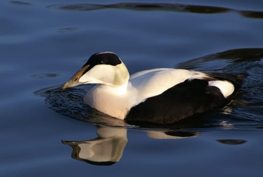 ... Admittedly,it is not one of the most beautiful of all bird species,but I think it still deserves its place here. This is the male.