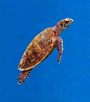 Unfortunately,this animal was injured by a ship's propeller or a shark attack and therefore bleeds heavily on the neck and hind fins