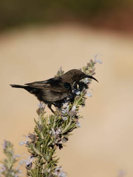 What is the name of this bird?
