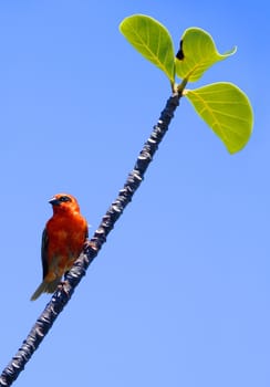 The red cardinal grows to a height of about 20 - 23 cm. It has a strong,cone-shaped beak and an upright feather hood. The two sexes differ in the coloration of the plumage. The male has a predominantly scarlet feather