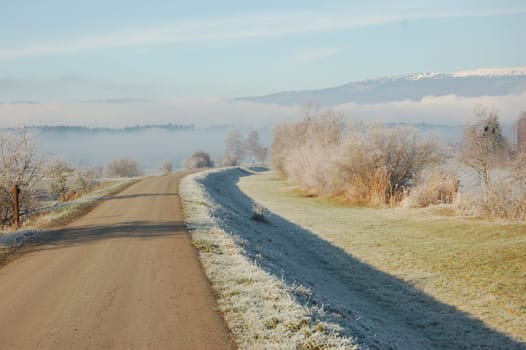 Morning walk with fog banks