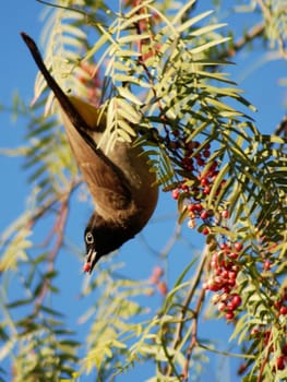 Yellow-tailed buel l in the pepper tree