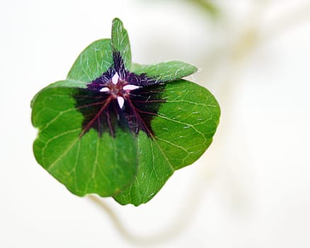 Lucky clover