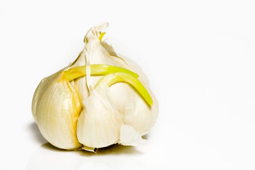 Garlic tubers