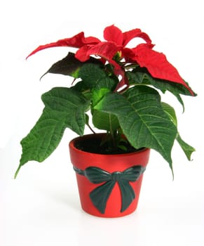 Weihnachtsstern