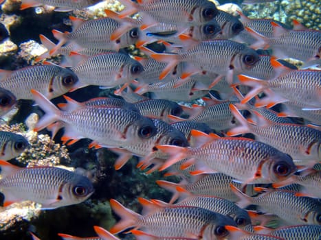 Taken in the reef off the island of Grand Soeur in the Seychelles.