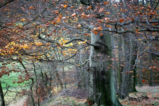 November