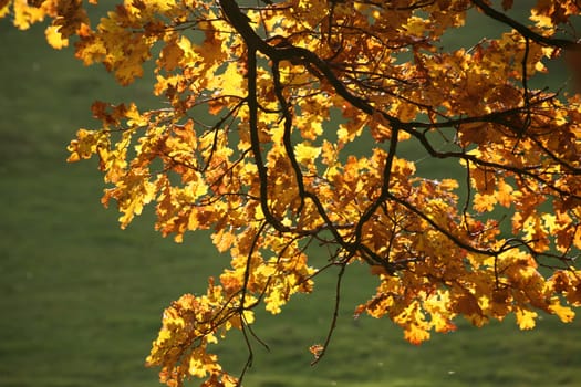 Oak leaves