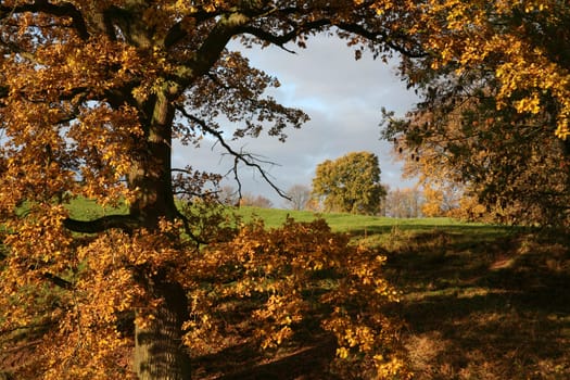 Autumn trees