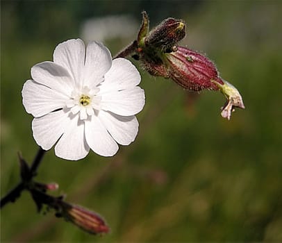 The flowers of the white carnation or night carnation do not open until the afternoon and close again before dusk. The white carnation is preferably found in the weed fields of rubble sites,along paths and field edges. She loves stic