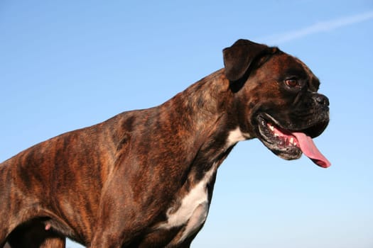 Boxer Half Body Portrait