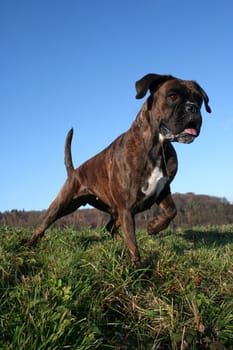 Boxer tense in winter sun