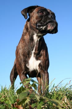 Boxer from a frog's eye view