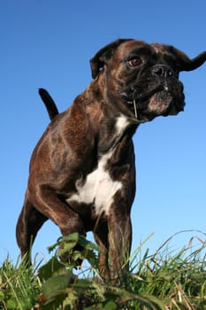 Boxer from a frog's eye view