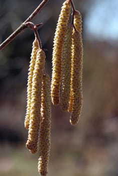 Pollen Dispenser II