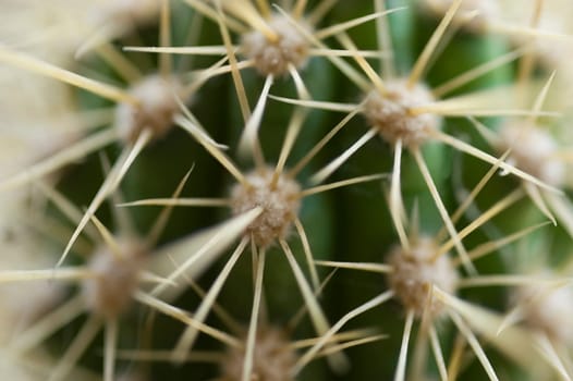 Cactus