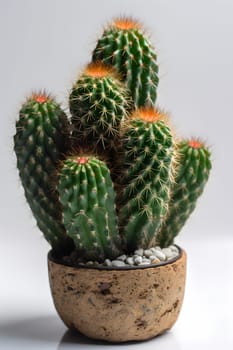 group of several round indoor plant cactuses in pot on white background. Neural network generated in May 2023. Not based on any actual object, scene or pattern.