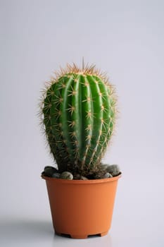 one round indoor plant cactus in pot on white background. Neural network generated in May 2023. Not based on any actual object, scene or pattern.