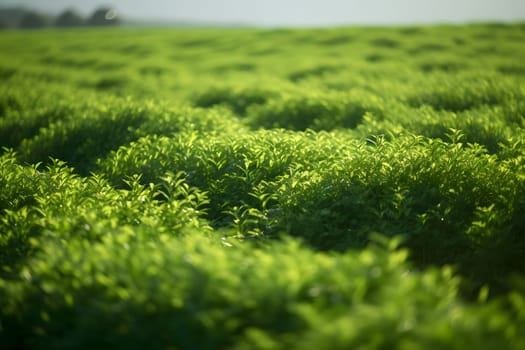 Rows of green crops with selective focus at summer day light. Neural network generated in May 2023. Not based on any actual person, scene or pattern.
