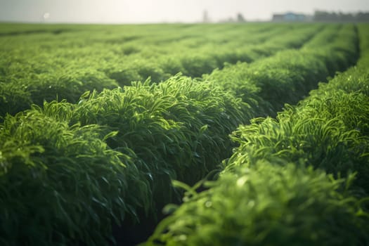 Rows of green crops with selective focus at summer day light. Neural network generated in May 2023. Not based on any actual person, scene or pattern.