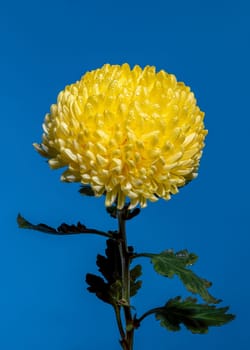 Yellow chrysanthemum flower on a blue background. Flower head close-up