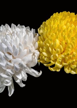 White and Yellow chrysanthemums on a black background. Flower heads close-up.